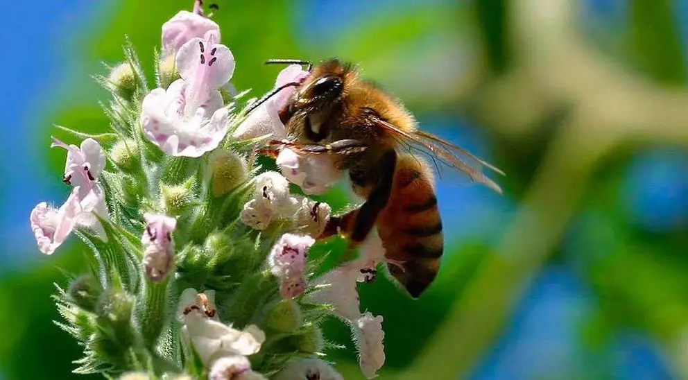 archivo abeja animal flor