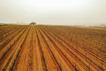 cuna de tierra vi&ntilde;edo