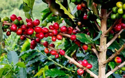 CAFETAL