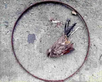 La carne es oscura - &Aacute;ngel Mois&eacute;s Rojas - Pr&aacute;ctica de vuelo-de Xosu&eacute; Mart&iacute;nez