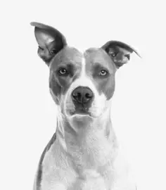 woof!