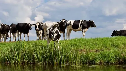 La doctrina del profeta que dej&oacute; la barber&iacute;a por unas vacas