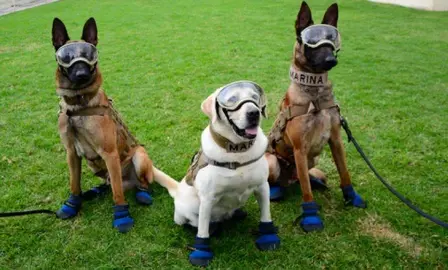 La amante de los perros 