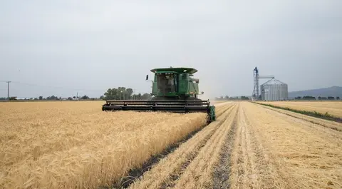 Campo