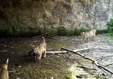 Linces metropolitano