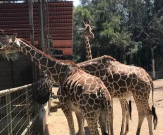 Archivo Jirafa León Zoo