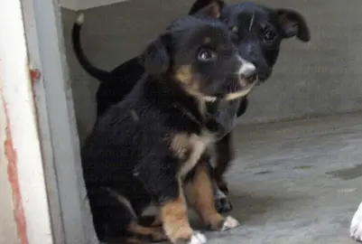 Perrera Perros CCA