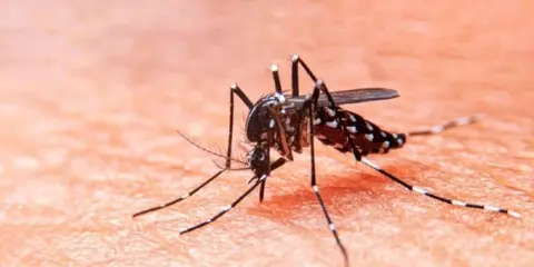 dengue