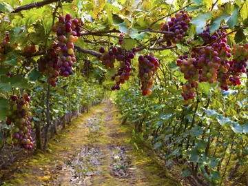 viñedos vino