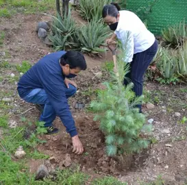 arbol platacion planta