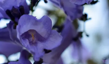 Liz Espinosa Terán - Haiku sonoro 2