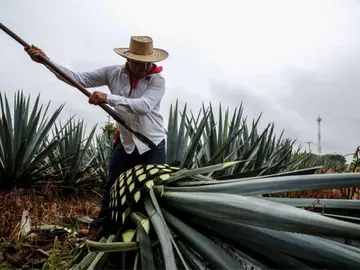 agave