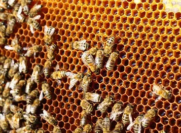 abejas en panales con miel
