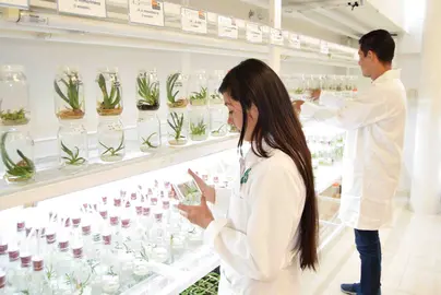 Laboratorio de cultivo de tejidos vegetales