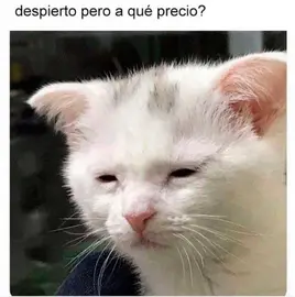 Ed Dander - Despierto, pero a qu&eacute; costo