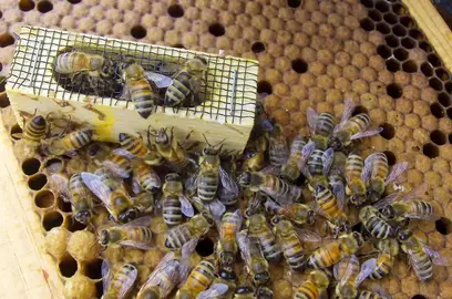 abejas