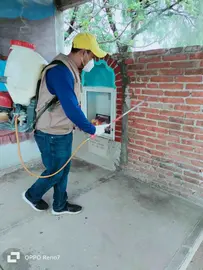 dengue