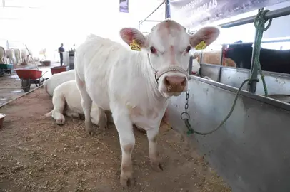 vaca