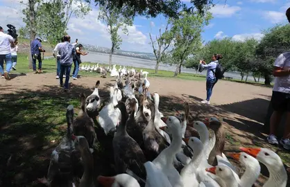 Los gansos vuelven al agua en el Parque Metropolitano de Le&oacute;n