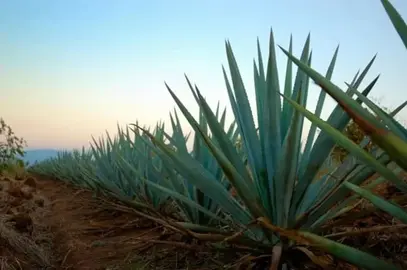Mezcal