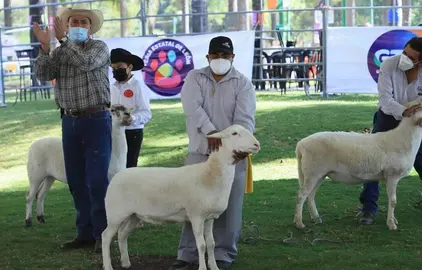 Secretar&iacute;a del Campo Guanajuato apoya en 2924 la mejora de razas ganaderas