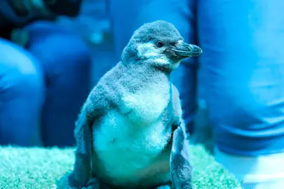 El Zoo Le&oacute;n es l&iacute;der nacional en alojamiento de ping&uuml;inos Humboldt