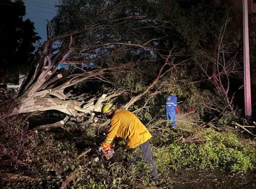 Derrumban &aacute;rboles y espectaculares las primeras lluvias en Le&oacute;n