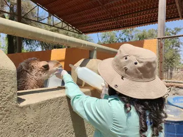 Nacen en el Zoo Le&oacute;n ejemplares de jirafa y dromedario
