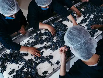 Vinos guanajuatenses ganan premios en los Decanter World Wine Awards 2025