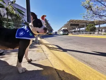 Gana seguidores &lsquo;Patitas en el SIT&rsquo;