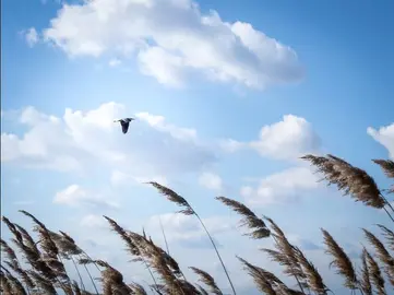 viento