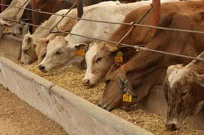 vacas