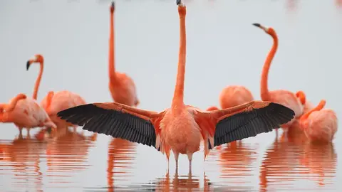 La producci&oacute;n de Lorenzo Hagerman requiri&oacute; m&aacute;s de dos a&ntilde;os de rodaje para capturar los rituales de anidaci&oacute;n y crianza de esta especie.
