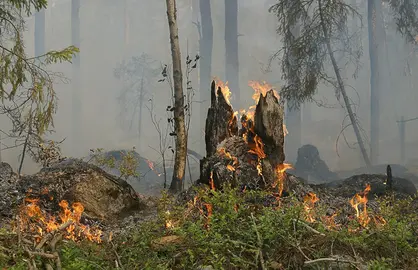 Suelos erosionados y vegetaci&oacute;n seca tras el paso del fuego. Con las modificaciones legales aprobadas por el Congreso, los predios siniestrados no podr&aacute;n urbanizarse hasta garantizar su total restauraci&oacute;n ecol&oacute;gica.