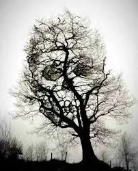 &aacute;rbol