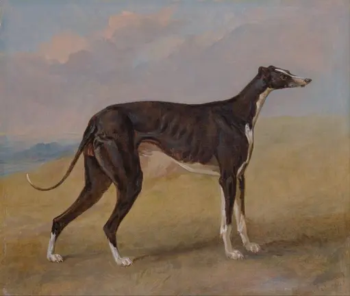 perro
