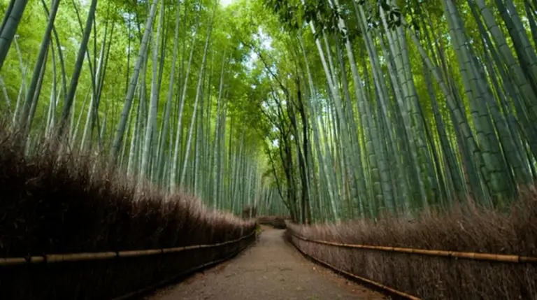 bosques