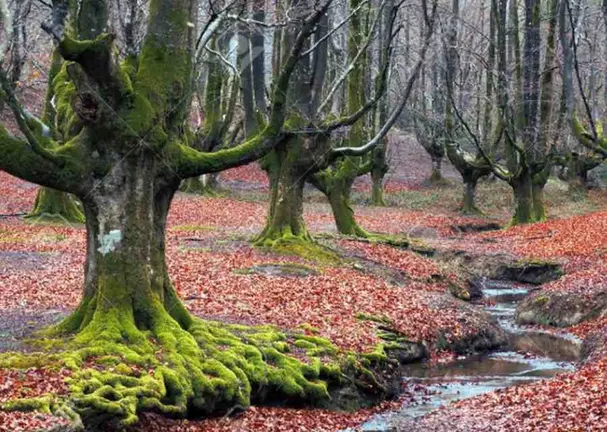 bosque