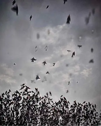 A esta hora los p&aacute;jaros