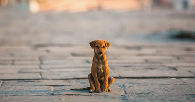 dia_mundial_del_perro_callejero