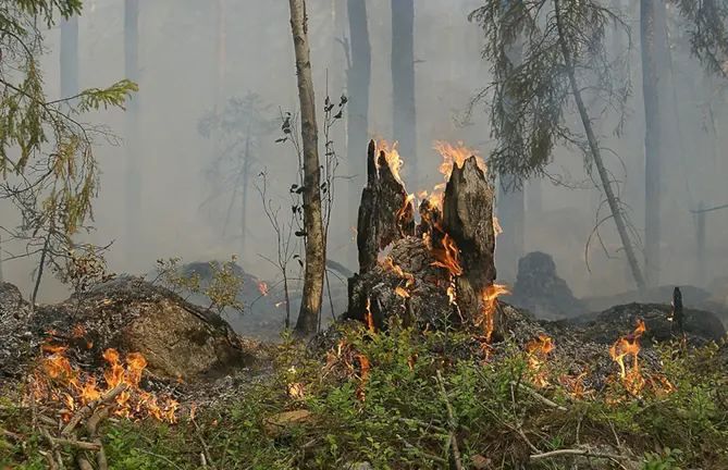Suelos erosionados y vegetaci&oacute;n seca tras el paso del fuego. Con las modificaciones legales aprobadas por el Congreso, los predios siniestrados no podr&aacute;n urbanizarse hasta garantizar su total restauraci&oacute;n ecol&oacute;gica.