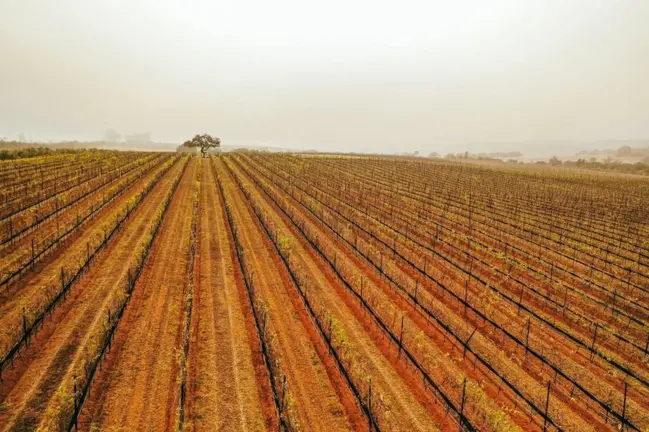 cuna de tierra vi&ntilde;edo