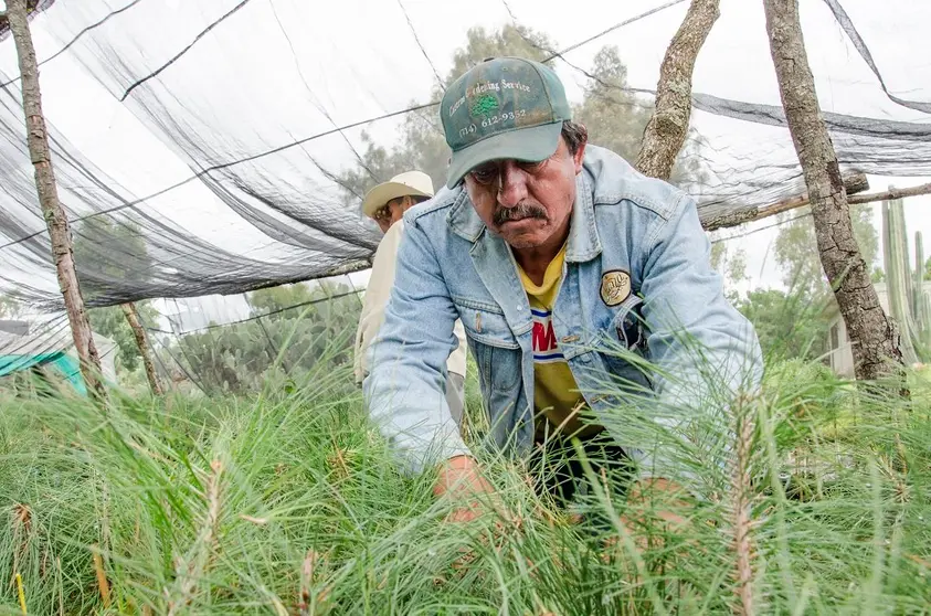 Obtienen certificación nacional tres unidades productoras de germoplasma...