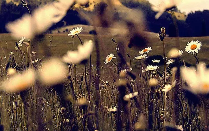 Campos margaritas