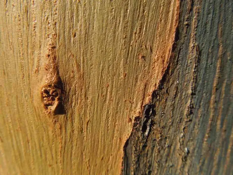 Y as&iacute;, me amar&aacute;s, Esther Raab