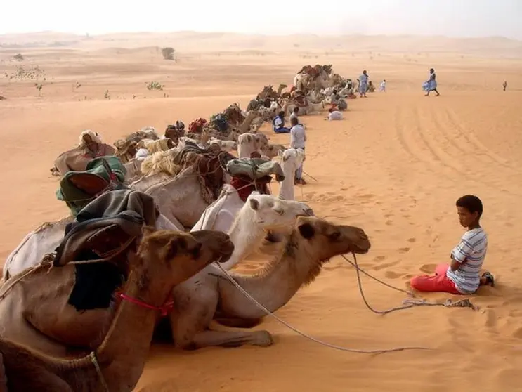 caravana-camellos