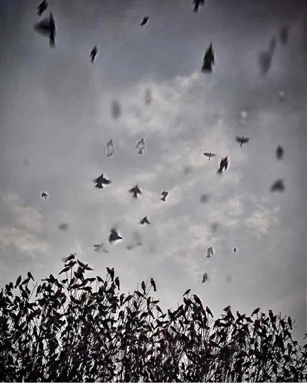 A esta hora los pájaros
