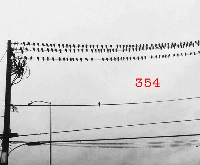 Tachas 354