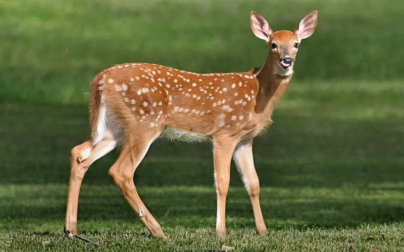 venado
