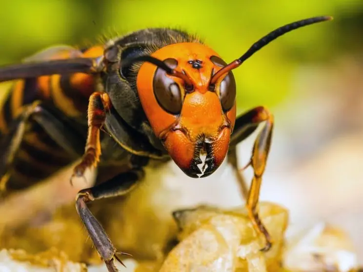 avispon asiatico